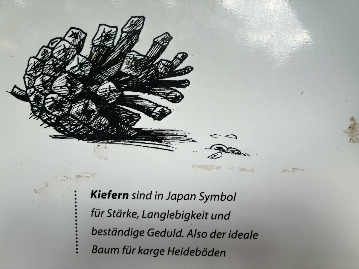 Kieferzapfen